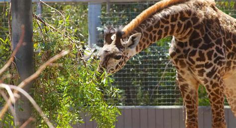  《奇幻動物園》這部充滿魔法與冒險的電影值得一看嗎？